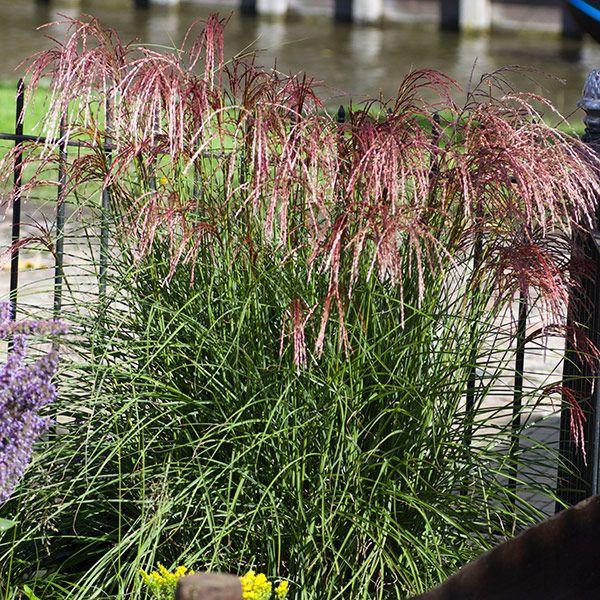 Miscanthus sinensis Red Cloud