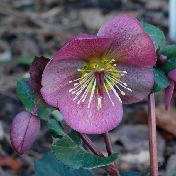 Helleborus Frostkiss® Charmer
