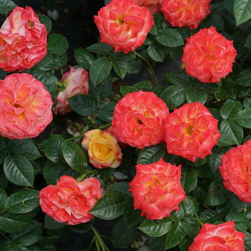Rose Shrub PW Oso Easy® En Fuego®