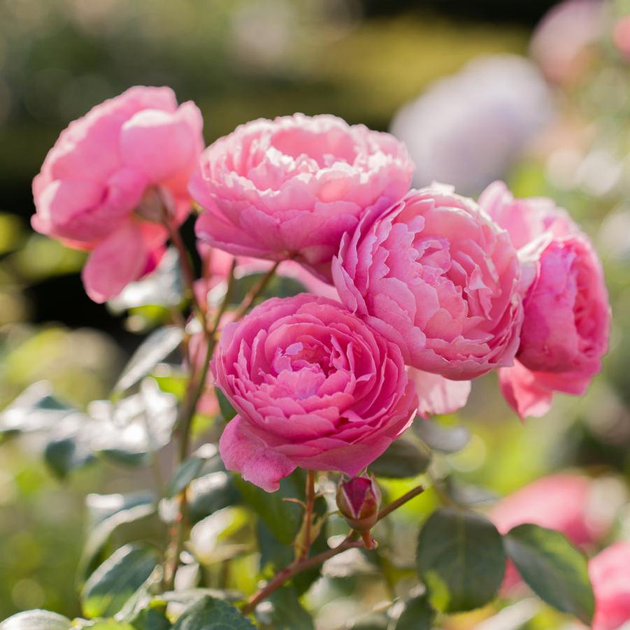 Rose David Austin Penelope Lively