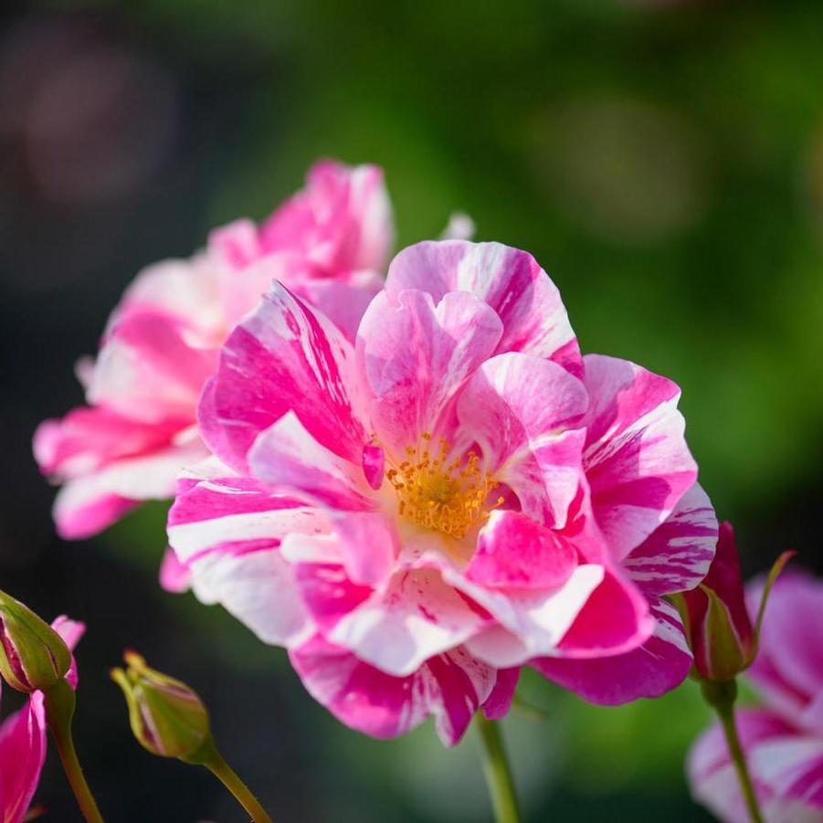 Rose David Austin The King's Rose