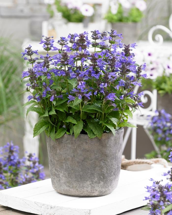 Nepeta Neptune