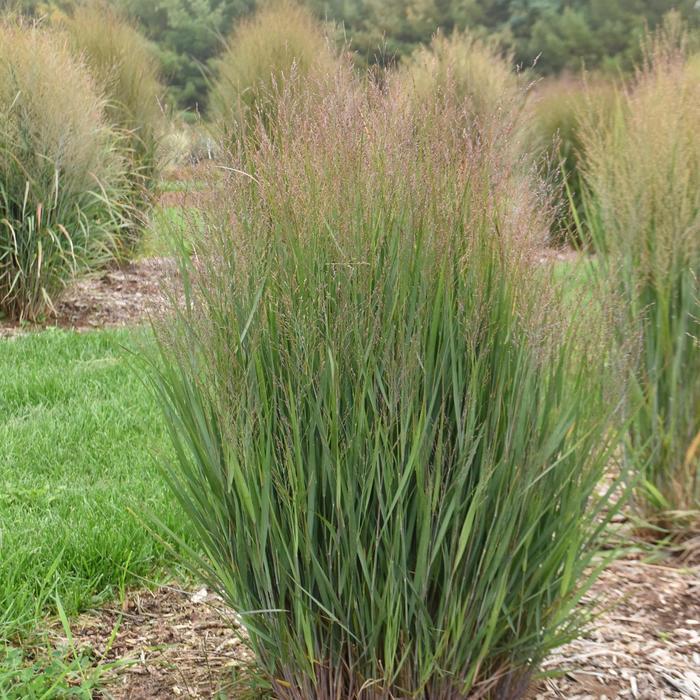 Panicum virgatum Half Pint