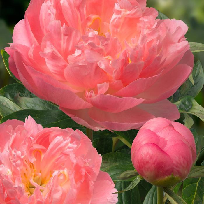 Paeonia Pink Hawaiian Coral