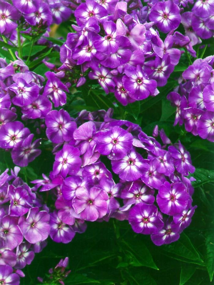 Phlox paniculata Laura