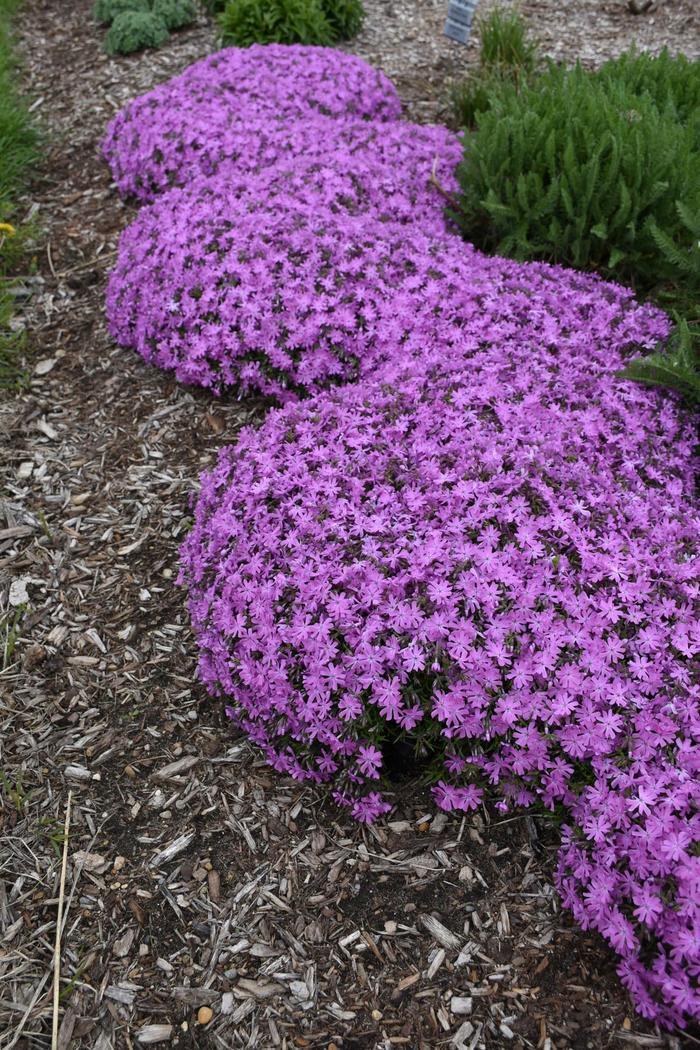 Phlox Bedazzled Pink