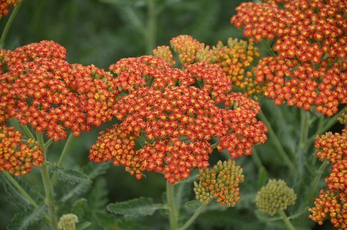 Achillea millefolium Sassy Summer Sunset