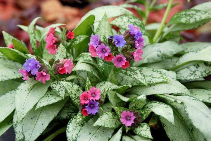 Pulmonaria Silver Bouquet