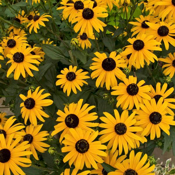 Rudbeckia fulgida Early Bird Gold