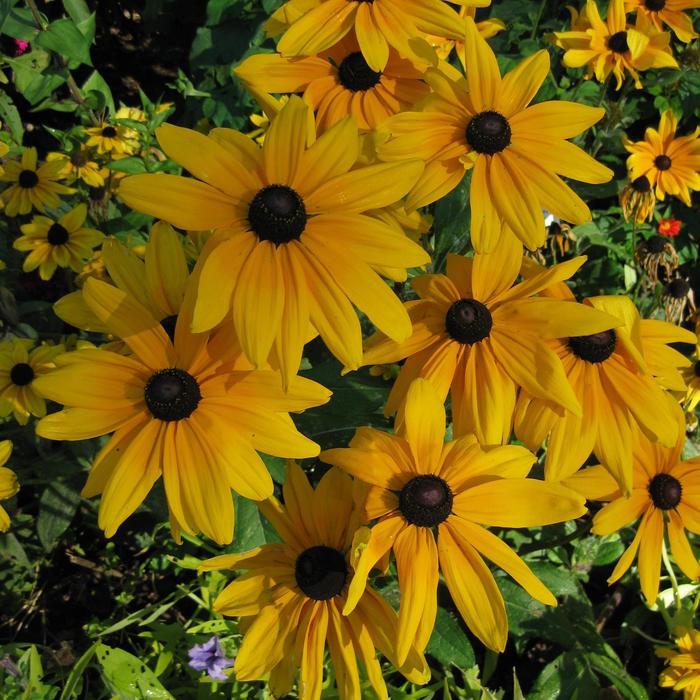 Rudbeckia hirta Indian Summer