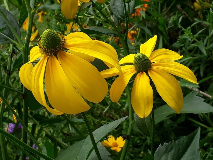 Rudbeckia laciniata 
