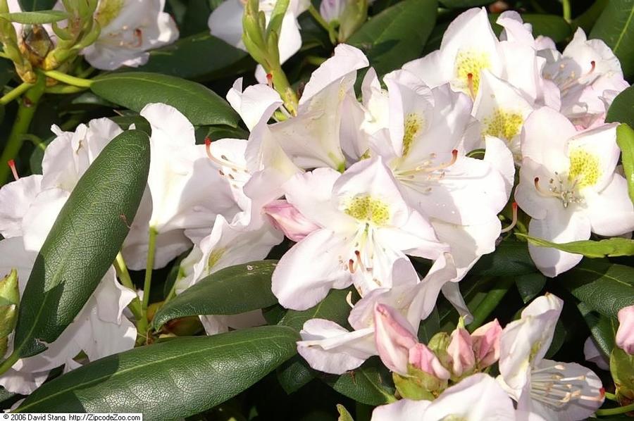 Rhododendron catawbiense Album