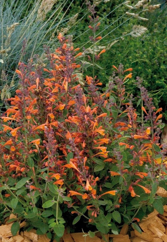 Agastache aurantiaca Tango