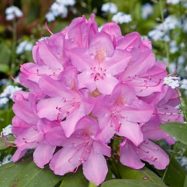 Rhododendron catawbiense Roseum Pink