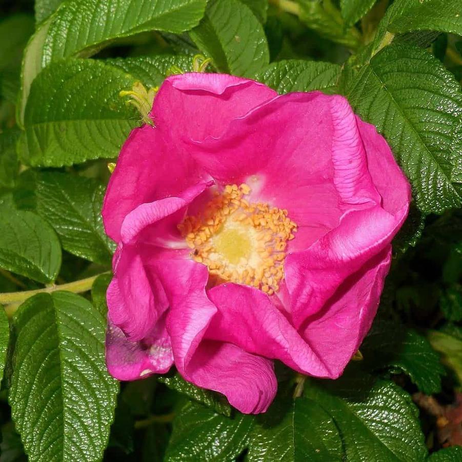 Rosa rugosa 