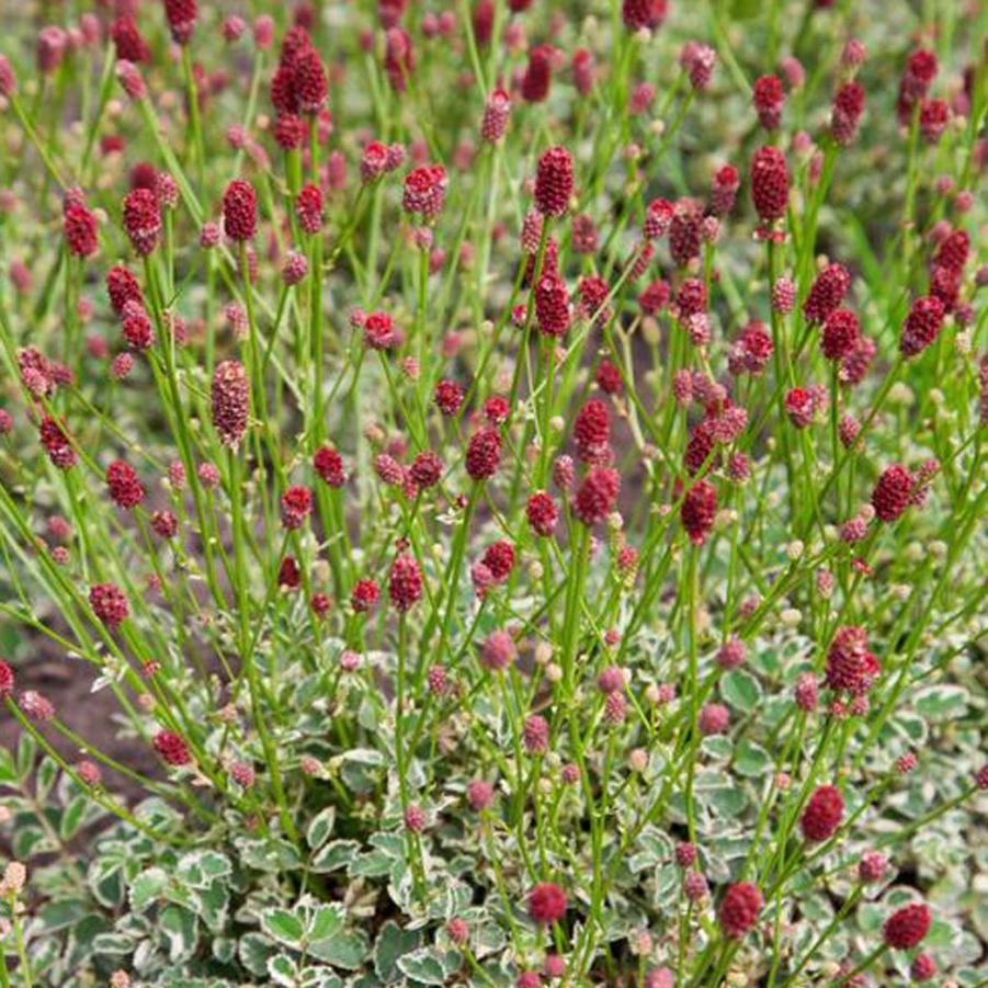 Sanguisorba officinalis var. microcephala Little Angel