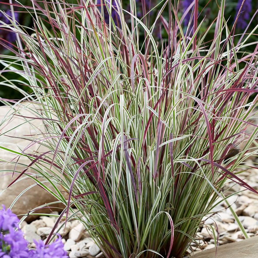 Schizachyrium scoparium Chameleon