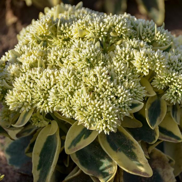 Sedum Frosted Fire