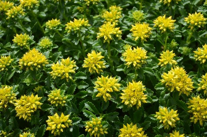 Sedum Little Miss Sunshine
