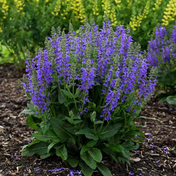 Salvia nemorosa Midnight Purple