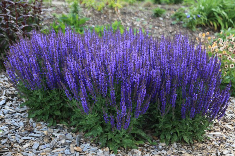 Salvia nemorosa Spring King
