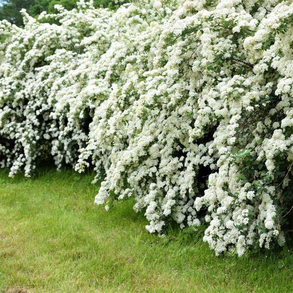 Spiraea x vanhouttei 