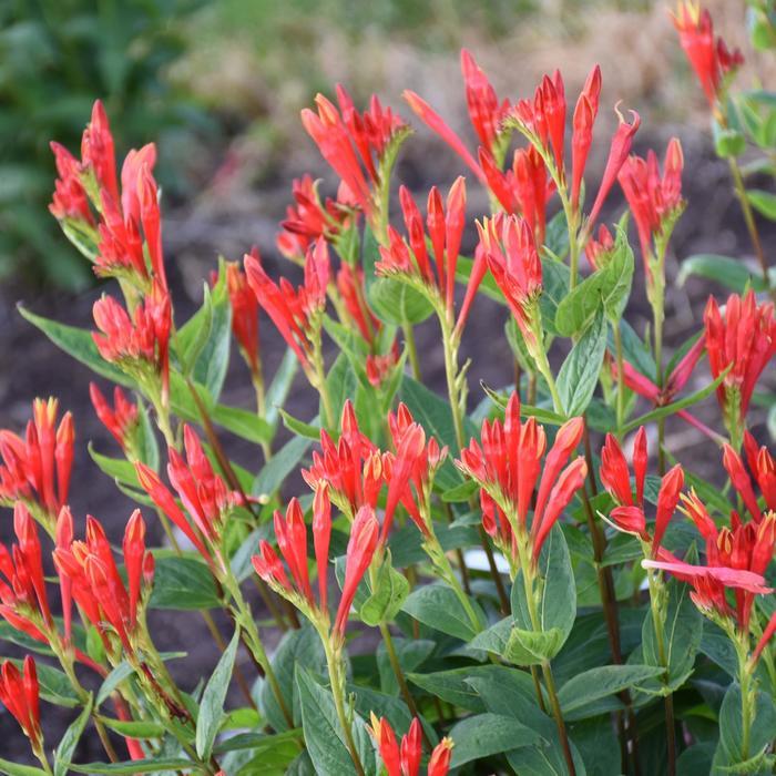 Spigelia marilandica Orange Slices