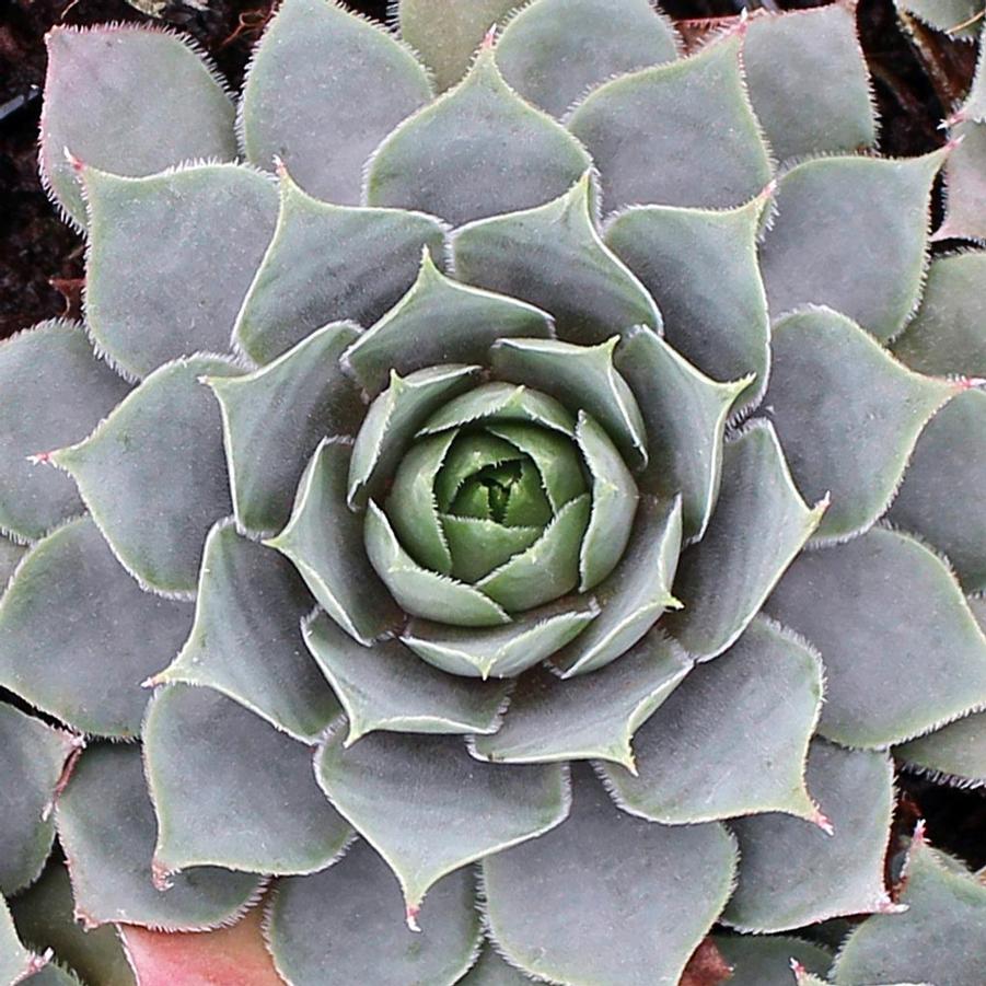 Sempervivum Pacific Blue Ice