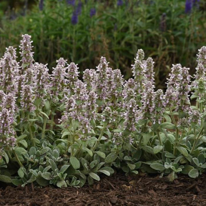 Stachys byzantina Little Lamb