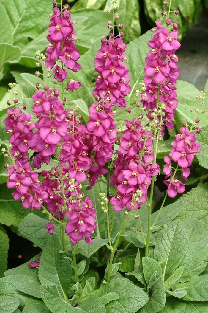 Verbascum Royalty