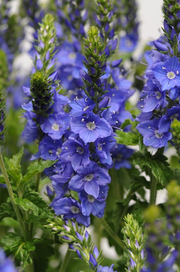 Veronica austriaca Venice Blue