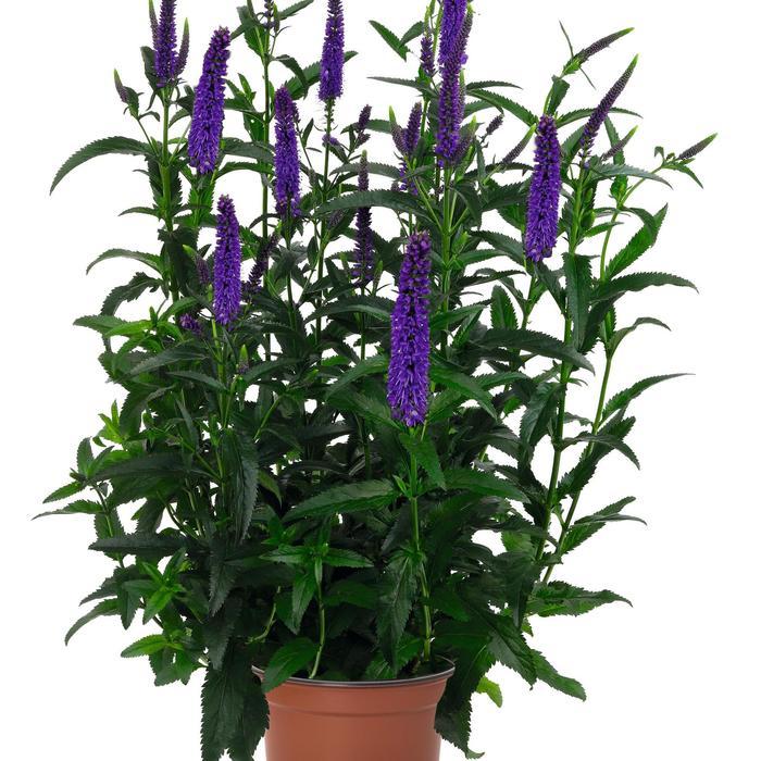 Veronica longifolia Candela Purple