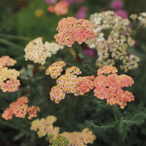 Achillea Firefly Peach Sky