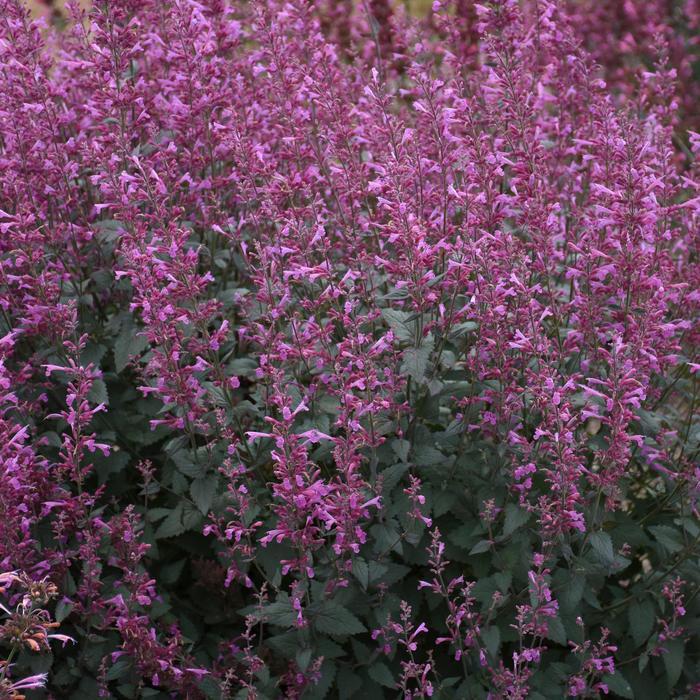 Agastache Meant to Bee® Royal Raspberry PP34910
