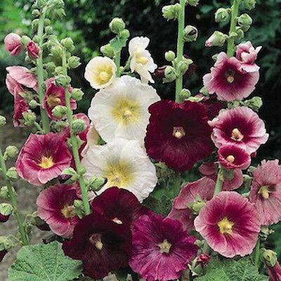 Alcea rosea Indian Spring