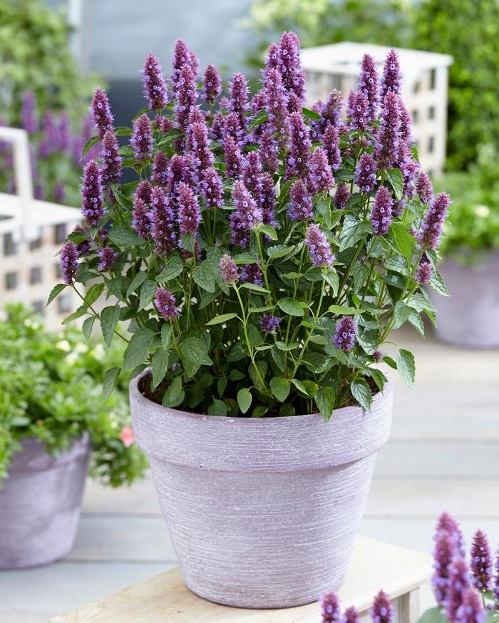 Agastache Beelicious® Purple