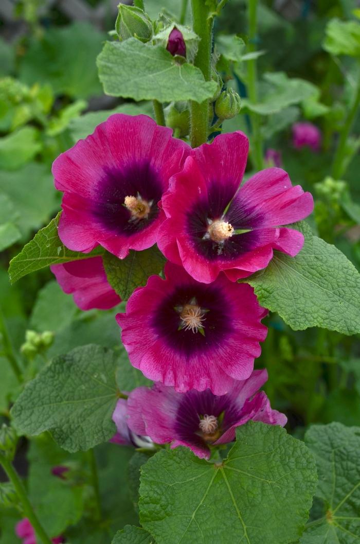 Alcea rosea Halo™ Cerise