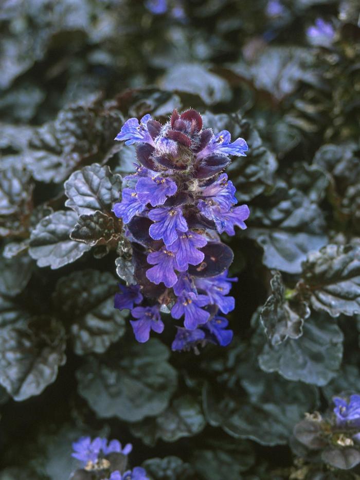 Ajuga reptans Black Scallop
