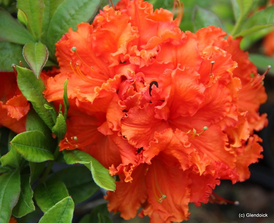 Azalea Exbury Gibraltar