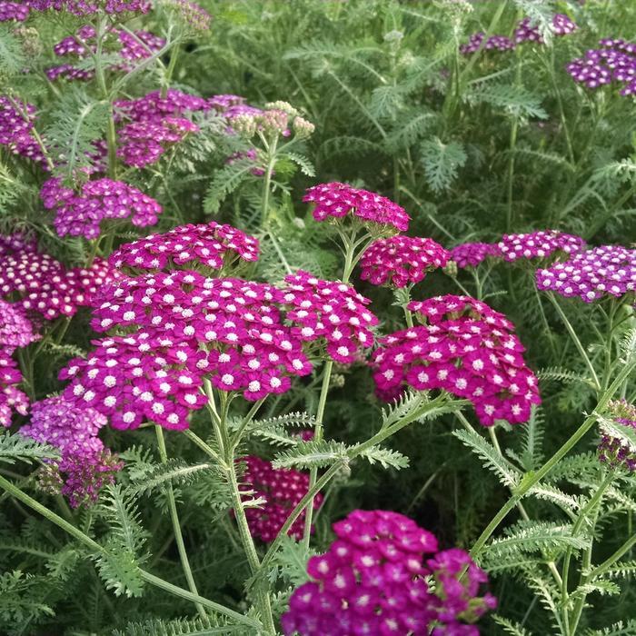 Achillea millefolium New Vintage™ Violet