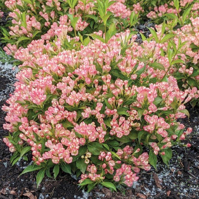 Weigela Peach Kisses™ PP29149