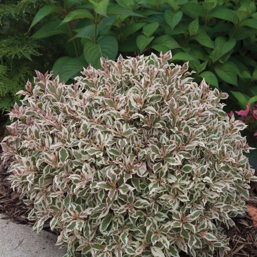 Weigela florida My Monet® PP16824