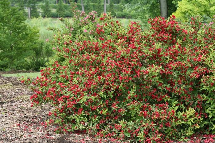 Weigela florida Sonic Bloom® Red PP25132