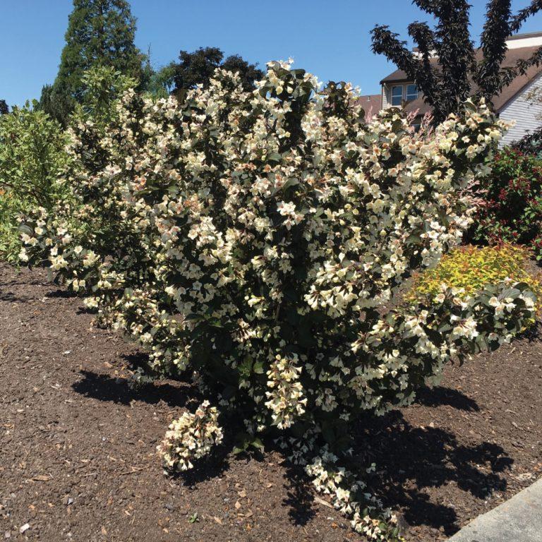 Weigela Tuxedo™ PP26842