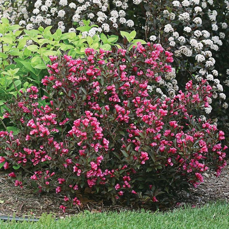 Weigela florida Wine & Roses® PP10772