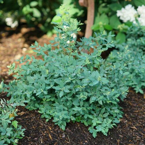 Vaccinium Splendid!® Blue PPAF