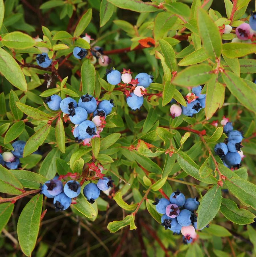 Vaccinium angustifolium 