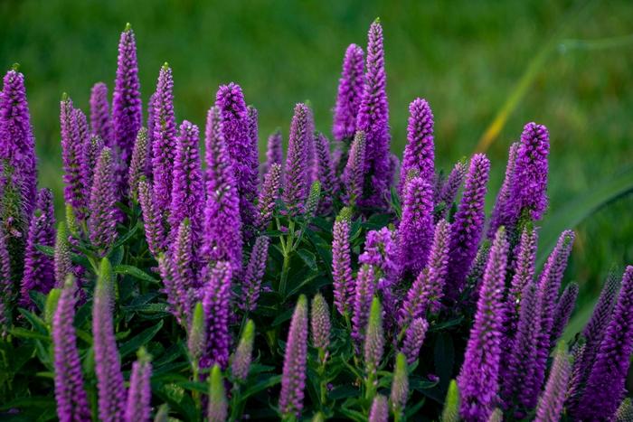 Veronica Magic Show® Purple Illusion