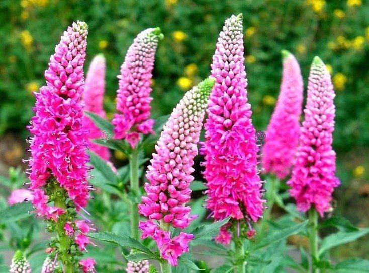 Veronica longifolia First Love