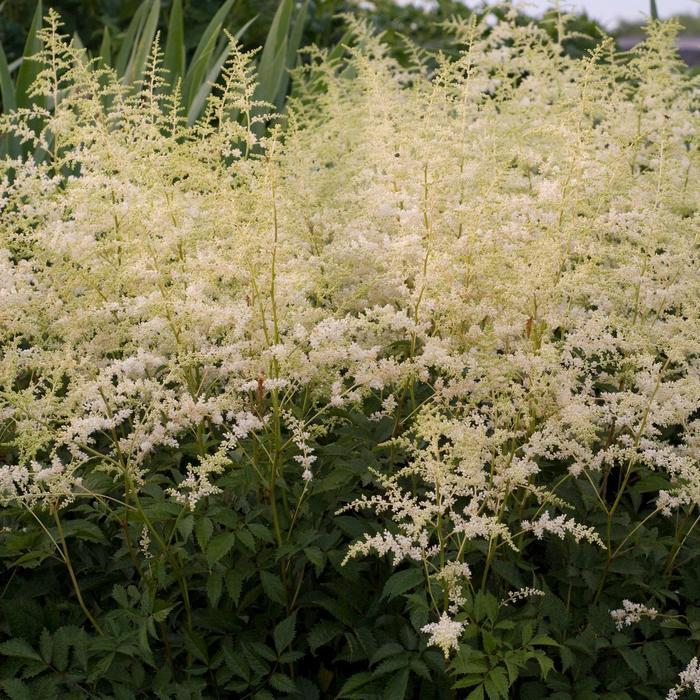 Astilbe x arendsii Bridal Veil